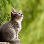 ¿Cuánto Dinero Cuesta Castrar a un Gato o Gata?