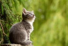 ¿Cuánto Dinero Cuesta Castrar a un Gato o Gata? ¿Cuánto Dinero Cuesta Castrar a un Gato o Gata?