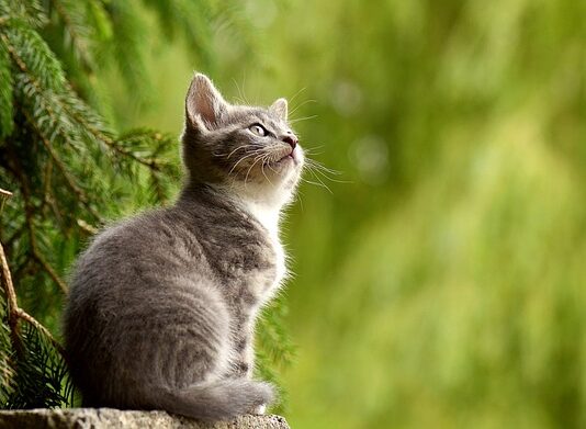 ¿Cuánto Dinero Cuesta Castrar a un Gato o Gata? ¿Cuánto Dinero Cuesta Castrar a un Gato o Gata?