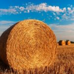 ¿Cuál es el Origen del Dicho "Buscar una Aguja en un Pajar"?