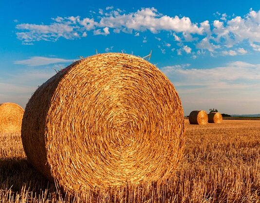 ¿Cuál es el Origen del Dicho «Buscar una Aguja en un Pajar»? Inicio